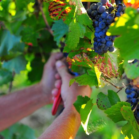 Mayfield Vineyard Orange Bagian luar foto