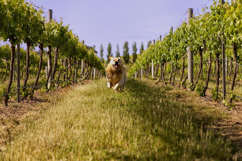 Mayfield Vineyard Orange Bagian luar foto