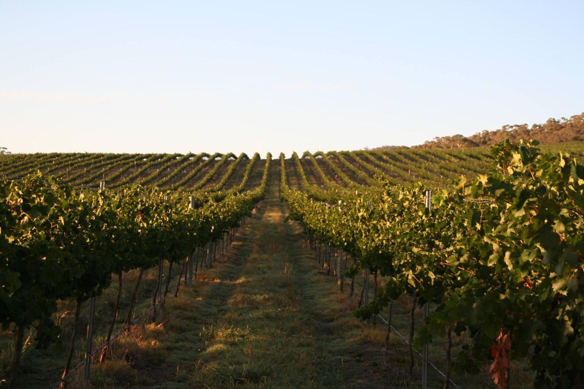 Mayfield Vineyard Orange Bagian luar foto