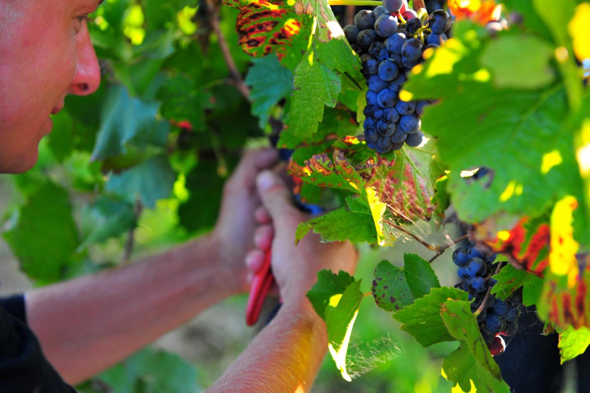 Mayfield Vineyard Orange Bagian luar foto